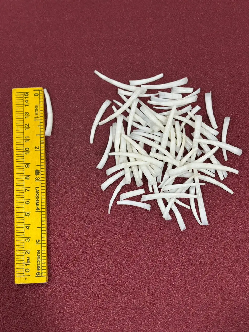 Dentalium Shells 1.5 to 1.75 inches