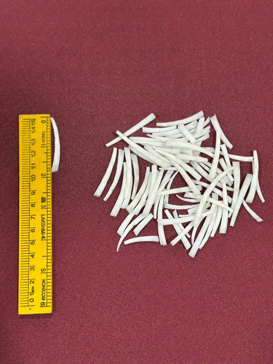 Dentalium Shells 1.75 to 2 inches