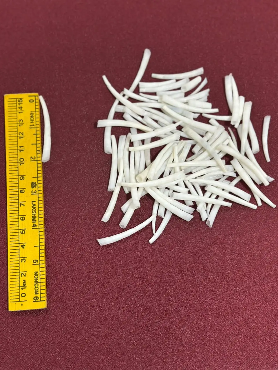 Dentalium Shells 2 inches above
