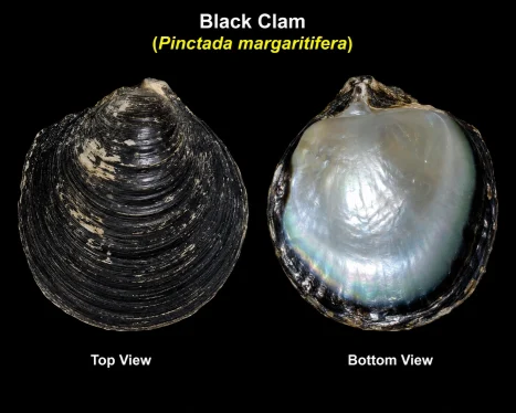 Black Clam