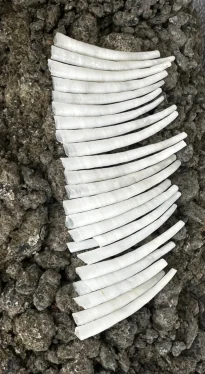DentaliumShells