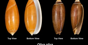 Olive Shell