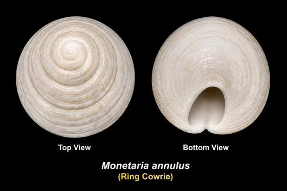 Ring Cowrie