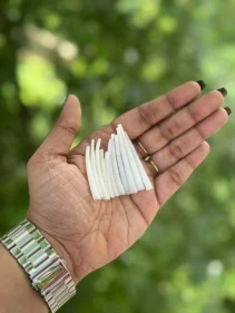 dentalium image