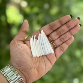 dentalium image
