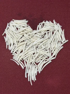 dentalium shells craft