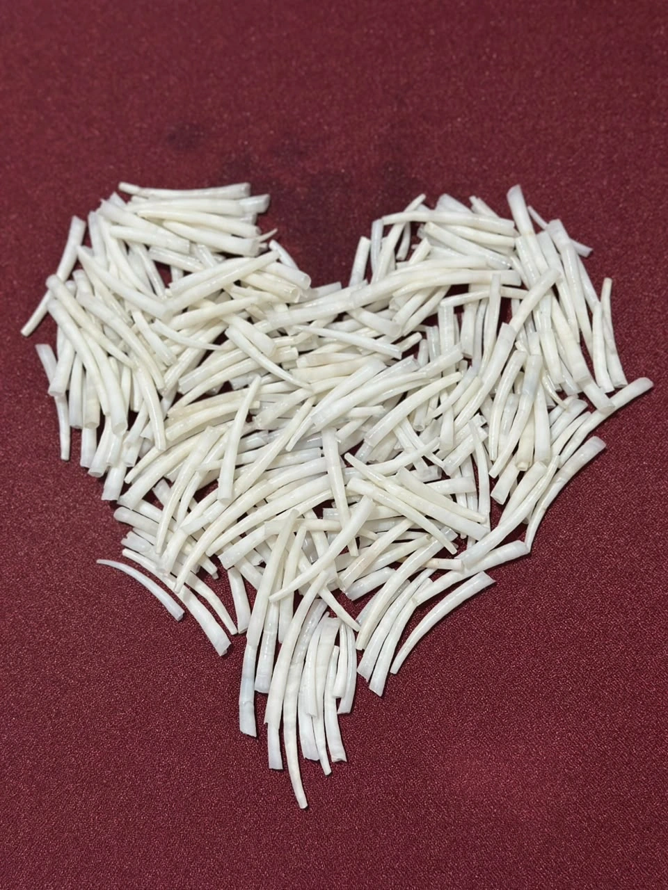 dentalium shells craft
