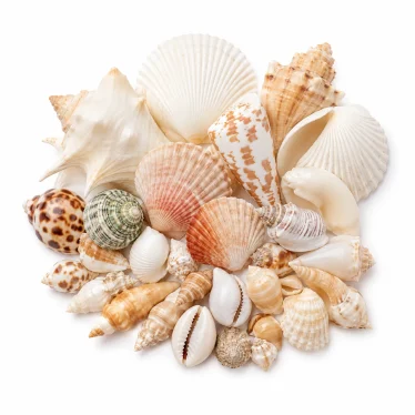 An elegant cluster of assorted real seashells including scallops, murex, and cowries on a clean white background
