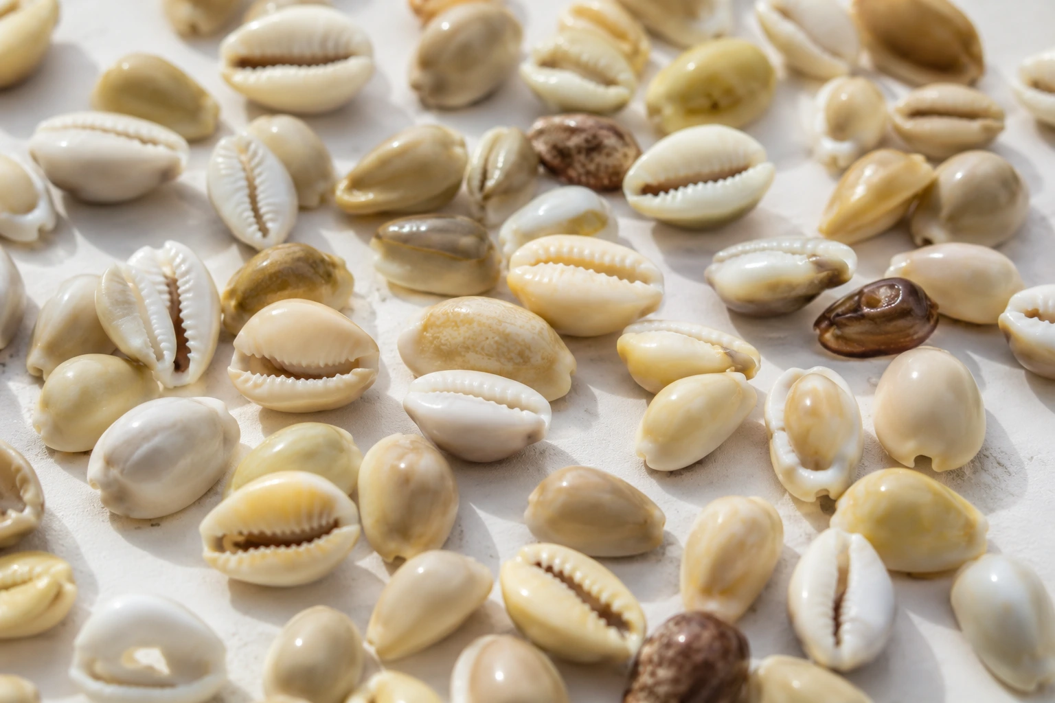 A close-up collection of natural cream and off-white cowrie shell beads, highlighting their smooth, polished texture and distinctive central slits.
