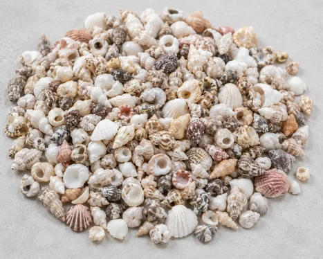 tiny seashells